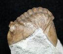 / Inch Asaphus Lepidurus - Russian Trilobite #2640-1